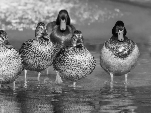 ducks, water