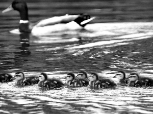 ducks, water