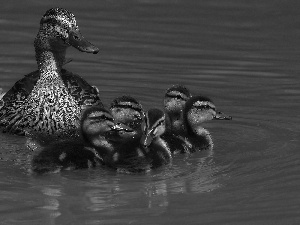 water, wild, ducks