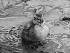 water, small, Ducky