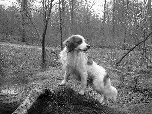 Alpine Dutch, forest, water, Kooikerhondje