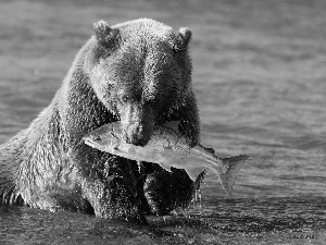 water, bear, Fish