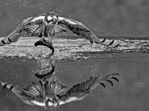 water, osprey, fish