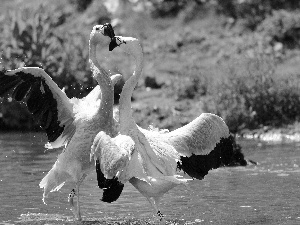 Flamingos, water