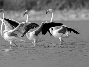 water, Three, Flamingos