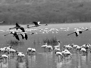 Flamingos, water