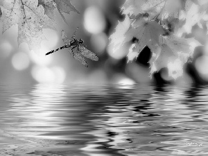 dragon-fly, Leaf, water, Yellow