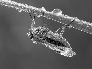 fly, drops, water, leaf