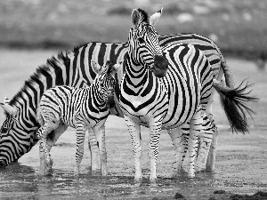 water, zebra, folks