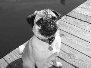 water, pug, footbridge