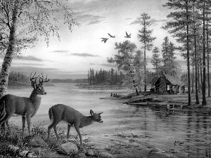 Home, Mary Pettis, doe, water, deer