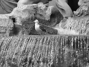 fountain, seagull, water, Rome