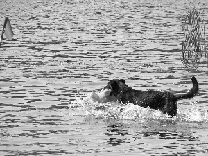 Shepherd French Beauceron, water