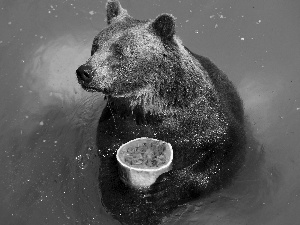 water, Bear, fruit