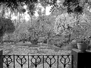 Garden, eye, water, Flowers