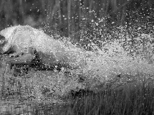 water, dog, gear