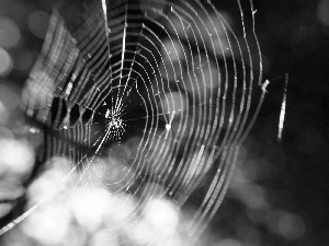 water, glamour, Web, drops, Arachnids