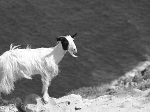 goat, Stones, water, Kapra