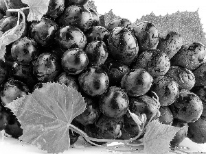 Grapes, droplets, water, leaves