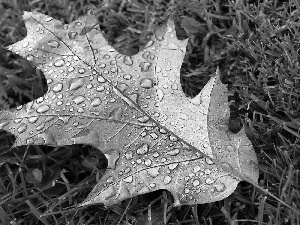 water, grass, leaf, drops, color