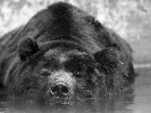 Grizzly, water