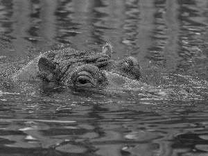 hippo, water