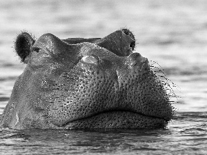 hippo, water