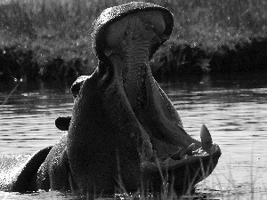 hippo, water