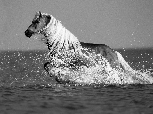 Horse, mane, water, Bright