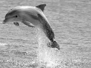 water, dolphin, jump