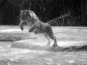 water, tiger, jump