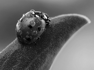 ladybird, droplets, water, leaf