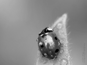 ladybird, drops, water, leaf