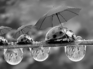 ladybugs, drops, water, Sunshade