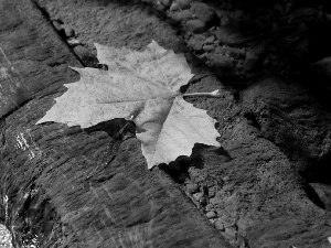 leaf, rock, water, maple