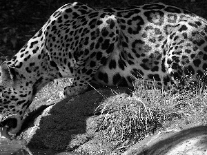 Leopards, water
