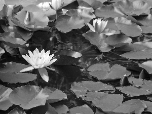 lilies, water