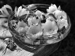 lilies, water