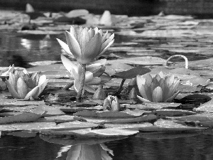 lilies, water