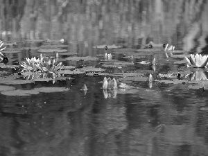 lilies, water