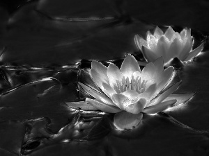 water, White, lilies