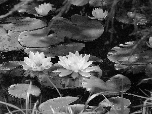 water, White, lilies