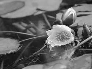 lilies, water