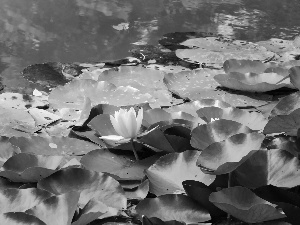 Lily, water