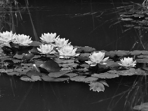 Lily, water