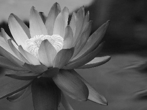 water, Blue, Lily