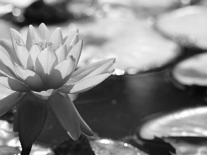 water, Pink, Lily