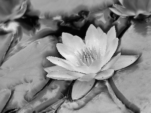 water, White, Lily