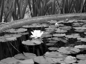 water, White, Lily