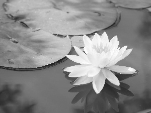 water, White, Lily